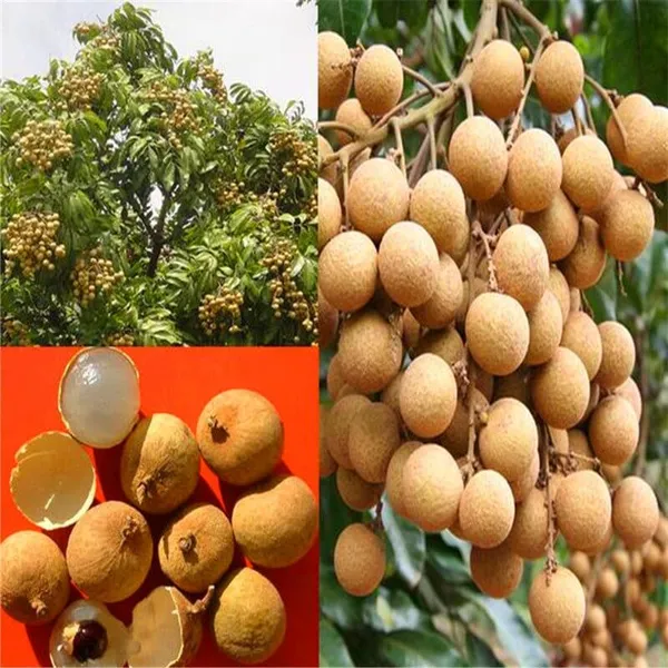 Original_Vietnam_4_Season_Longan_Plant