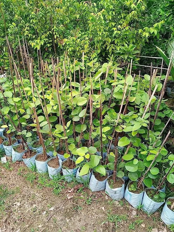 Red_Sandalwood_Plant_&_Tree_Healthy_Sapling