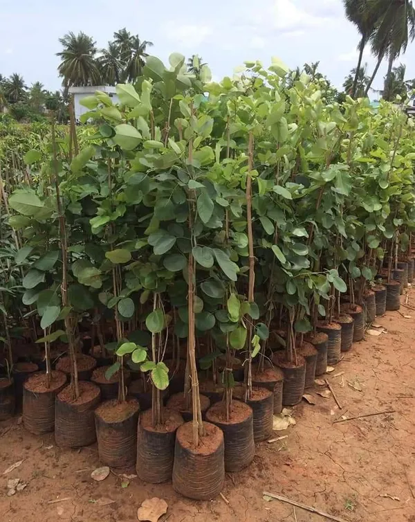 Red_Sandalwood_Plant_&_Tree_Healthy_Sapling