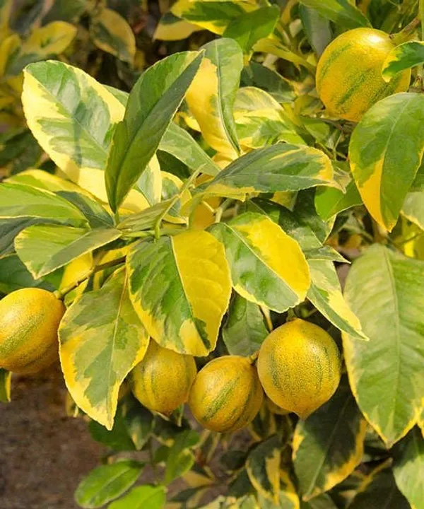 Variegated_Pink_Lemon_Plant_&_Tree_Plants_&_Tree1-1.5_Ft_Size_Hybrid_Healthy_Plant_And_Tree__1_Year_Old_Plant_&_Tree