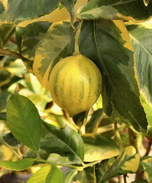 Variegated_Pink_Lemon_Plant_&_Tree_Plants_&_Tree1-1.5_Ft_Size_Hybrid_Healthy_Plant_And_Tree__1_Year_Old_Plant_&_Tree
