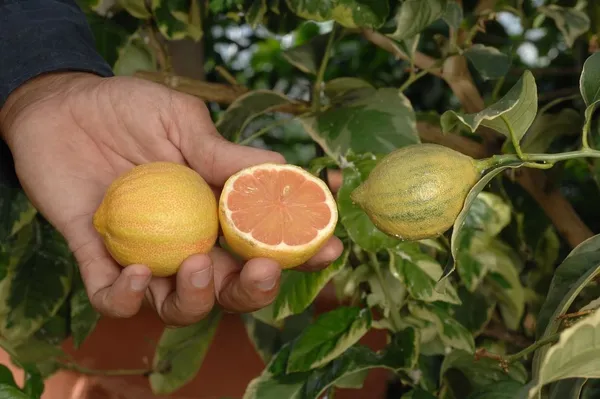 Variegated_Pink_Lemon_Plant_&_Tree_Plants_&_Tree1-1.5_Ft_Size_Hybrid_Healthy_Plant_And_Tree__1_Year_Old_Plant_&_Tree