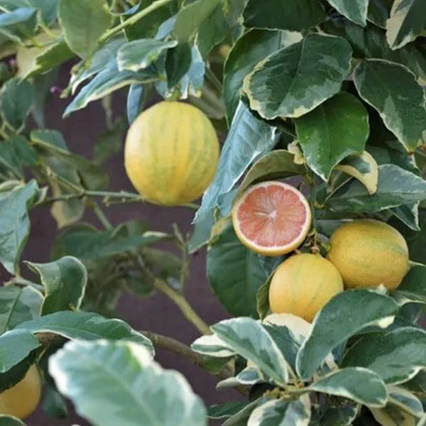 Variegated_Pink_Lemon_Plant_&_Tree_Plants_&_Tree1-1.5_Ft_Size_Hybrid_Healthy_Plant_And_Tree__1_Year_Old_Plant_&_Tree