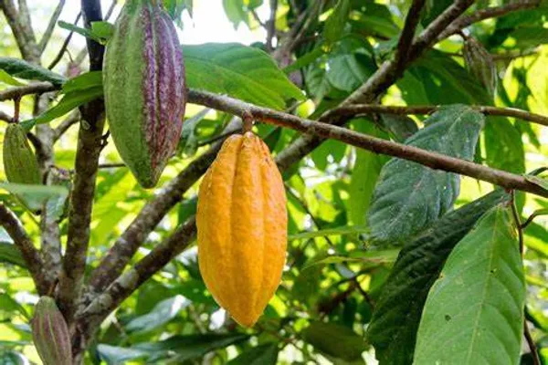 Yellow_Cocoa_Plant_Fruit_&_Fruit_Trees_Rare_Hybrid_Dwarf_"_Yellow_Colour_Cocoa_Plant_&_Tree