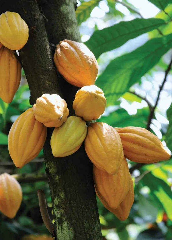 Yellow_Cocoa_Plant_Fruit_&_Fruit_Trees_Rare_Hybrid_Dwarf_"_Yellow_Colour_Cocoa_Plant_&_Tree
