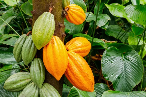 Yellow_Cocoa_Plant_Fruit_&_Fruit_Trees_Rare_Hybrid_Dwarf_"_Yellow_Colour_Cocoa_Plant_&_Tree