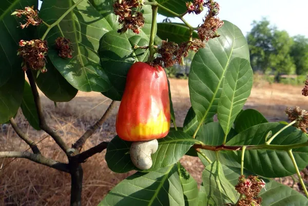 Grafted_Healthy_Plant_"Red_Cashew_Nut_Apple"_Plant_&_Tree_|_Eight_Months_Old_Plant