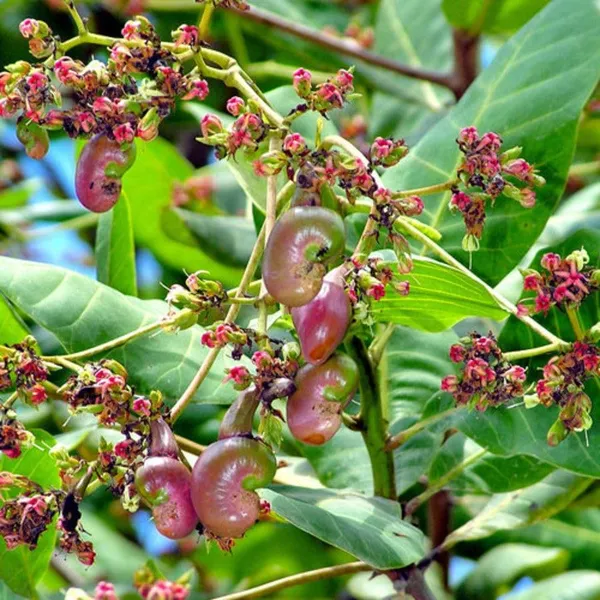 Grafted_Healthy_Plant_"Red_Cashew_Nut_Apple"_Plant_&_Tree_|_Eight_Months_Old_Plant