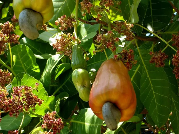 Grafted_Healthy_Plant_"Red_Cashew_Nut_Apple"_Plant_&_Tree_|_Eight_Months_Old_Plant