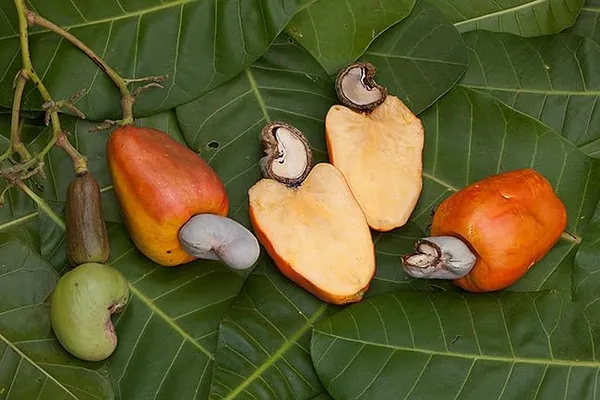 Grafted_Healthy_Plant_"Red_Cashew_Nut_Apple"_Plant_&_Tree_|_Eight_Months_Old_Plant