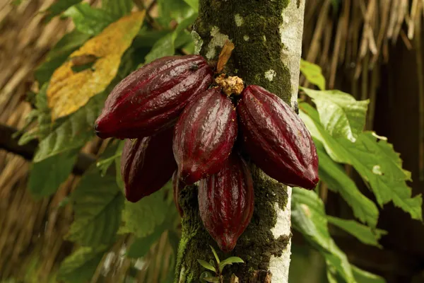 Red_Cocoa_Plant_Fruit_&_Fruit_Trees_Rare_Hybrid_Dwarf_Red_Colour_Cocoa_Plant_&_Tree