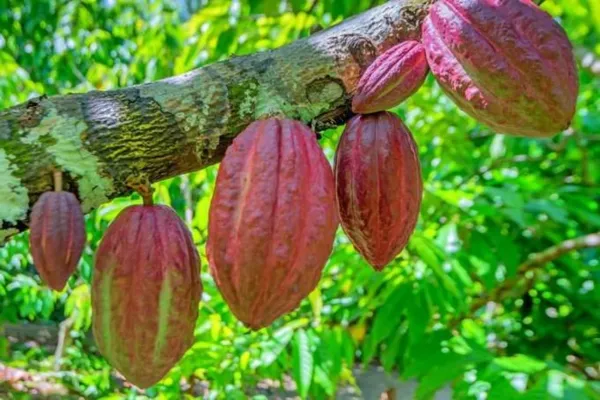 Red_Cocoa_Plant_Fruit_&_Fruit_Trees_Rare_Hybrid_Dwarf_Red_Colour_Cocoa_Plant_&_Tree