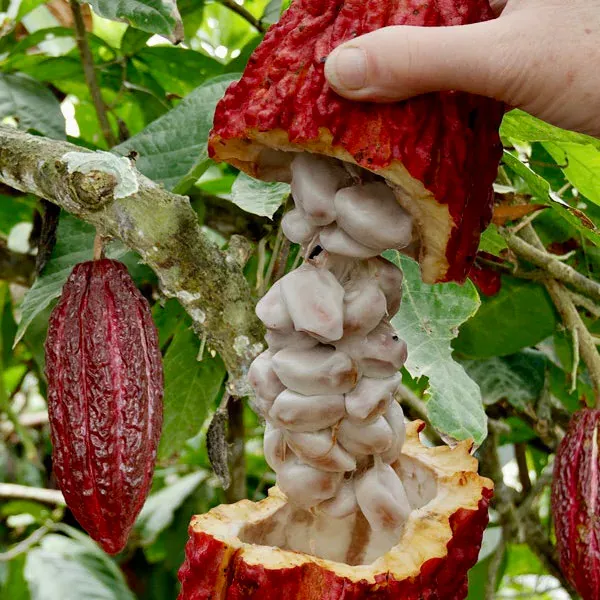 Red_Cocoa_Plant_Fruit_&_Fruit_Trees_Rare_Hybrid_Dwarf_Red_Colour_Cocoa_Plant_&_Tree