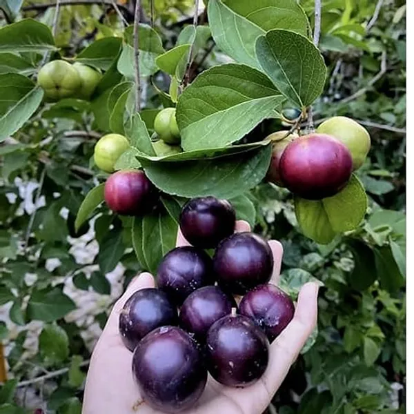 Tennis_Ball_Cherry_Cherries_Grafted_ive_Plant_1-2_Feet_Height