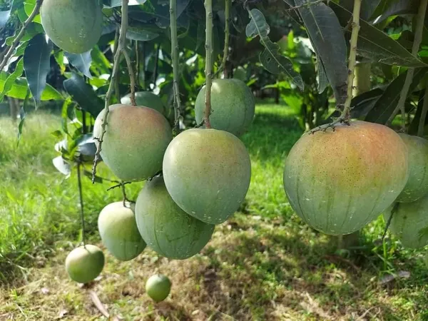 Bangladesh_Hybrid_Varity_Bari_4_Mango_Plant_&_Tree_Grafted_|_Weight_Of_Its_Each_Fruit_700-800_G_||_Plant_Size_1.5-2.5_Ft_Healthy_Plant