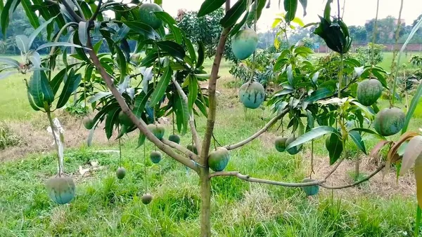 Bangladesh_Hybrid_Varity_Bari_4_Mango_Plant_&_Tree_Grafted_|_Weight_Of_Its_Each_Fruit_700-800_G_||_Plant_Size_1.5-2.5_Ft_Healthy_Plant