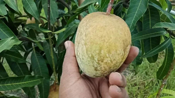 Bangladesh_Hybrid_Varity_Bari_4_Mango_Plant_&_Tree_Grafted_|_Weight_Of_Its_Each_Fruit_700-800_G_||_Plant_Size_1.5-2.5_Ft_Healthy_Plant