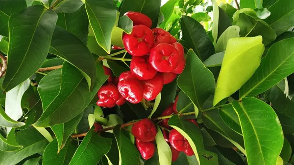 Rose_Apple|Gulab_Jamun_Plant