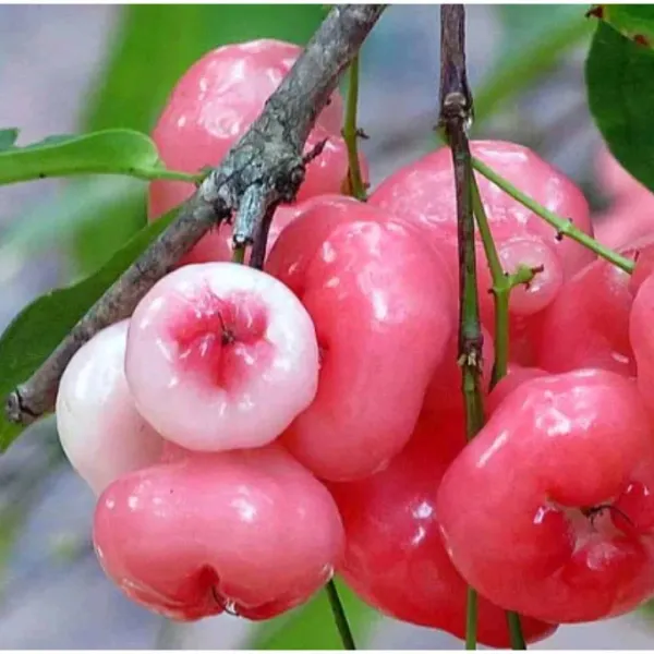 Rose_Apple|Gulab_Jamun_Plant