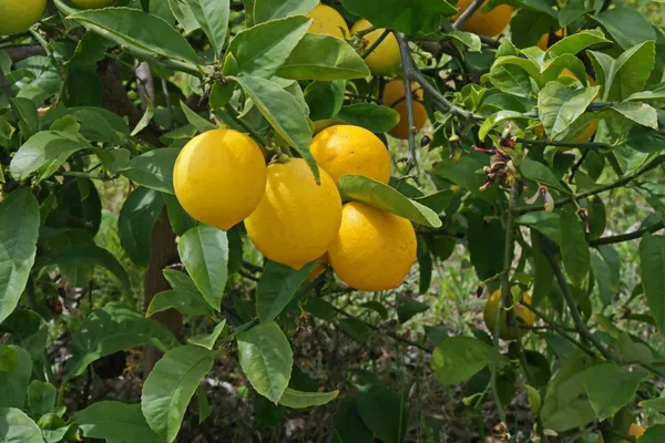 Grafted_weet_Lemon_Hybrid_Plant