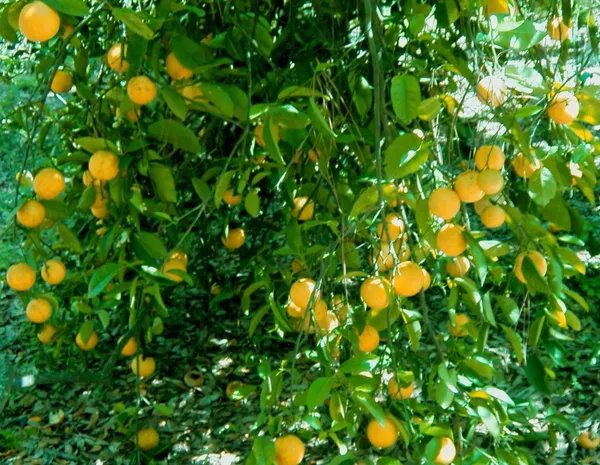 Grafted_weet_Lemon_Hybrid_Plant