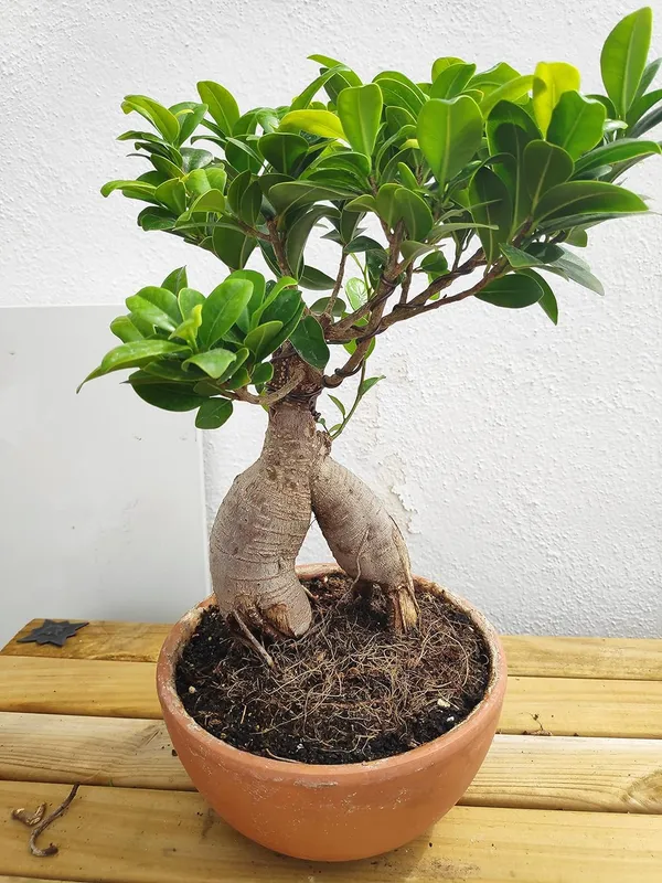Grafted_Bonsai_Plant_Indoor_Bonsai_For_Gifts,_Home_Decor,_Feng_Shui,_5_Years_Old_With_5Gm_Bonsai_Plant