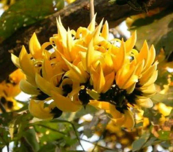 Rare_Exotic_Dwarf_Yellow_Palas_|_Butea_Very_Rare_Flowering_Tree_Plant