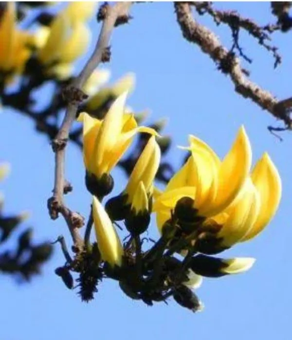 Rare_Exotic_Dwarf_Yellow_Palas_|_Butea_Very_Rare_Flowering_Tree_Plant