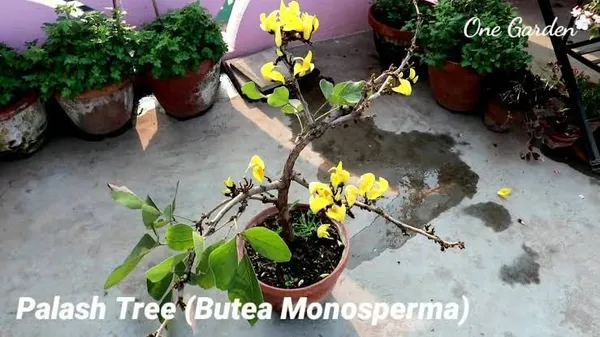 Rare_Exotic_Dwarf_Yellow_Palas_|_Butea_Very_Rare_Flowering_Tree_Plant