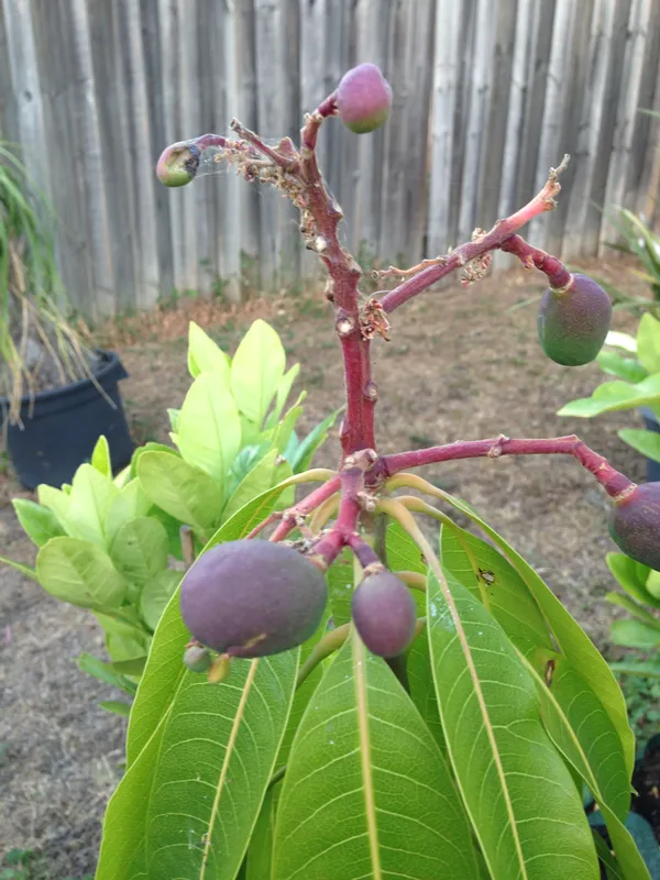 American_Red_Plamer_Mango_Plant