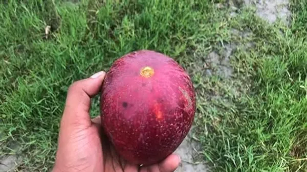 American_Red_Plamer_Mango_Plant