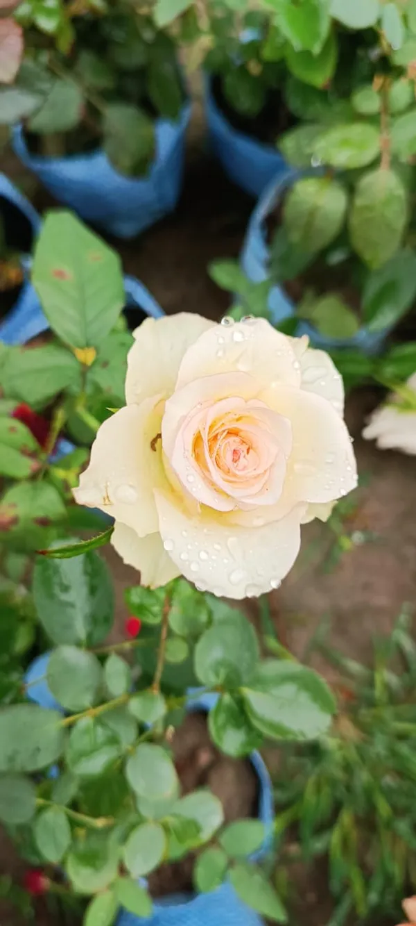 Rose_Plant_Grafted