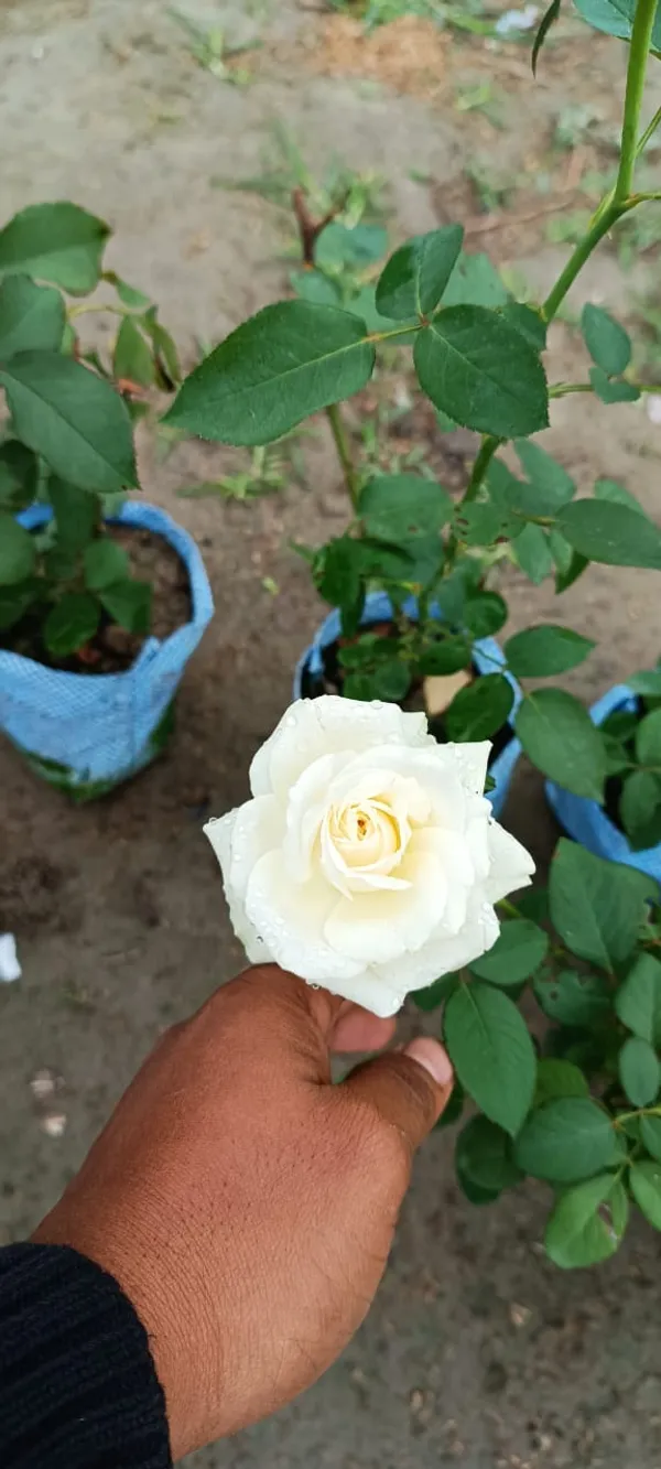 Rose_Plant_Grafted