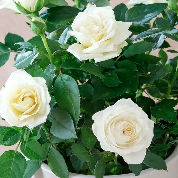 Hybrid_White_Rose_Flower_Plant