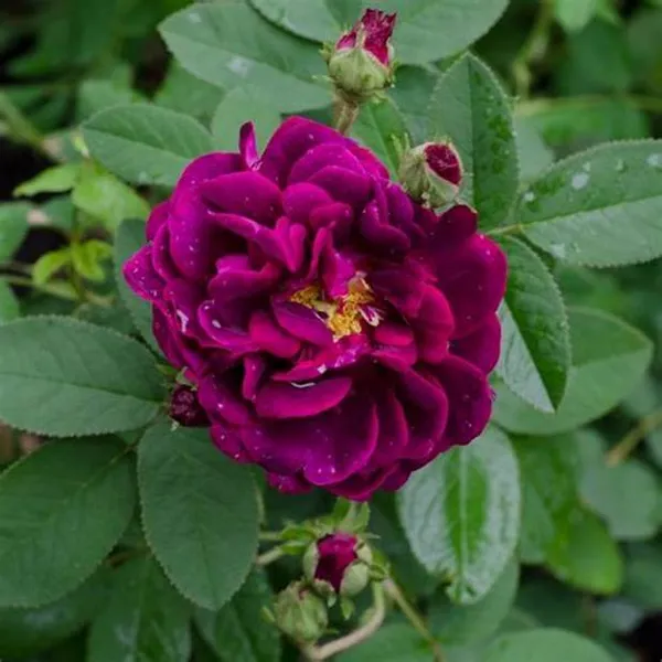Violet_Rose_Flower_Plant