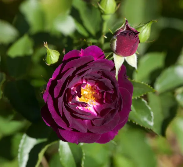 Violet_Rose_Flower_Plant