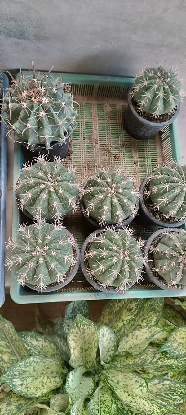 Cactus_Plant