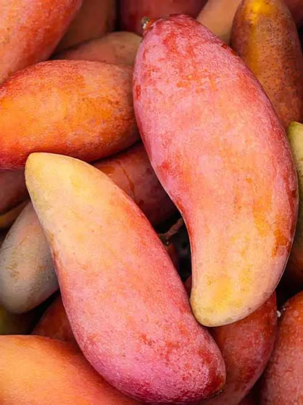 Red_Banana_Variety_Grafted_Am_Fruit_Plants_&_Tree1.5-2_Ft_Size