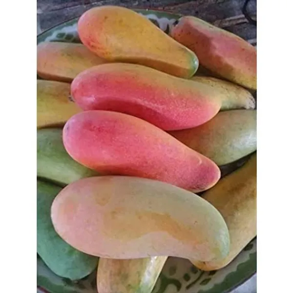 Red_Banana_Variety_Grafted_Am_Fruit_Plants_&_Tree1.5-2_Ft_Size