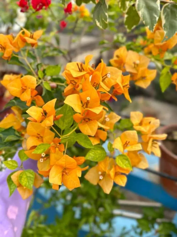 Yellow_Bougainvillea_Flower_Plant