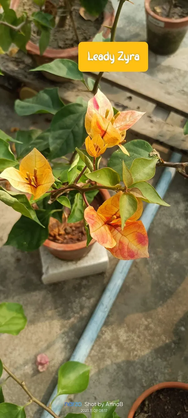 Yellow_Bougainvillea_Flower_Plant