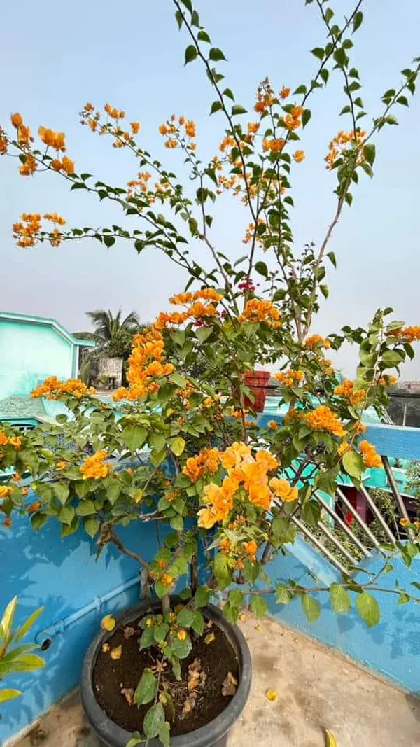 Yellow_Bougainvillea_Flower_Plant