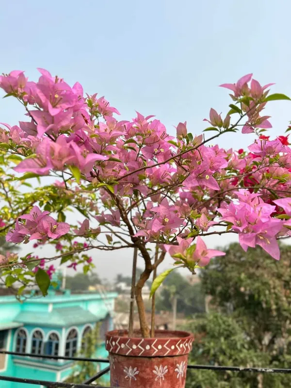 Violet_Bougainvillea_Flower_Plant