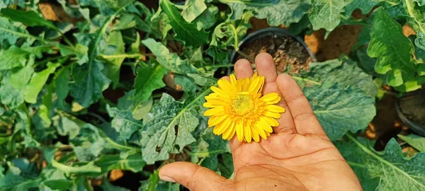 Gerbera_Yellow_Flower_Plant