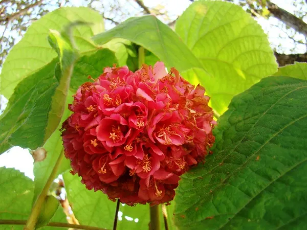 Dombeya_Red_Flower_Plant