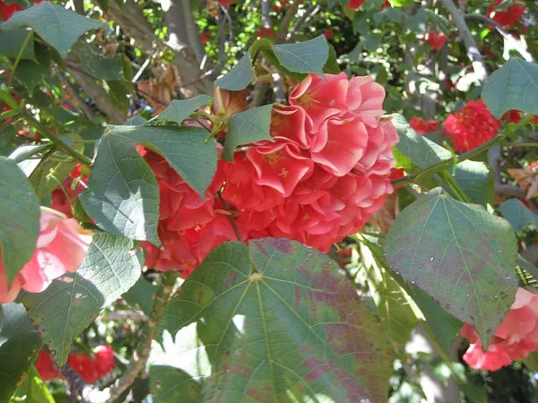 Dombeya_Red_Flower_Plant