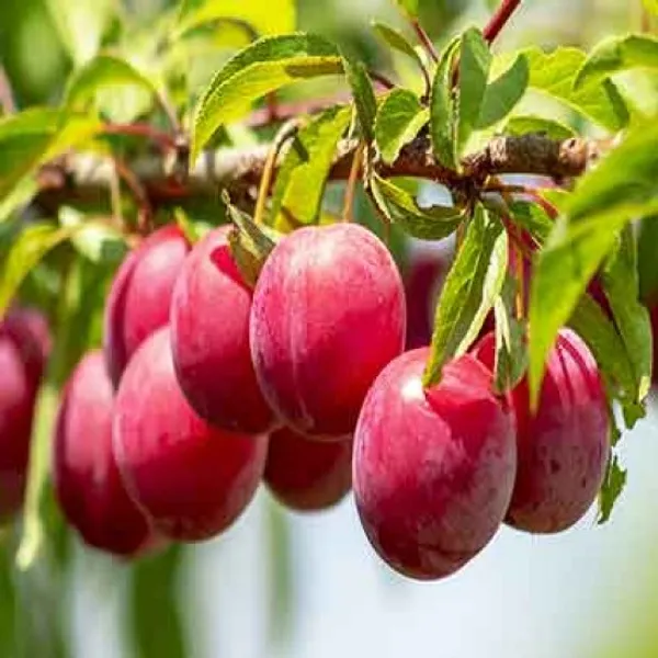Thai_Grafted_Alubhukara_Fruit_1.5-3.5_Ft_Hybrid_Plant