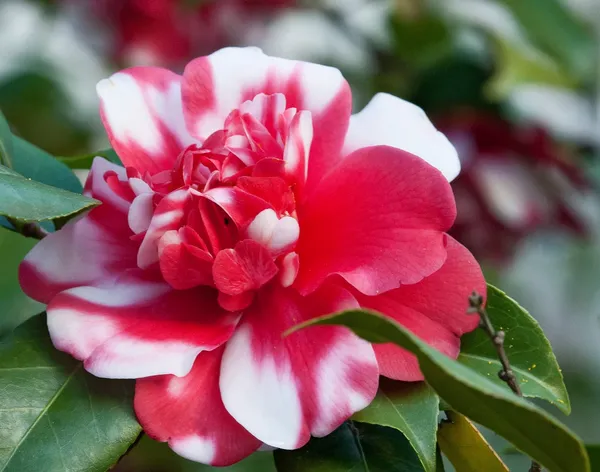 Camellia_Red_1.5-3.5_Ft_Flower_Plant