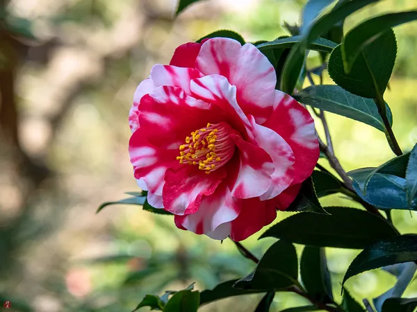 Camellia_Red_1.5-3.5_Ft_Flower_Plant