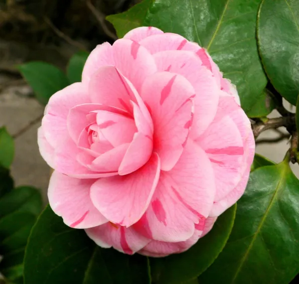 Camellia_1.5-3.5_Ft_Flower_Plant